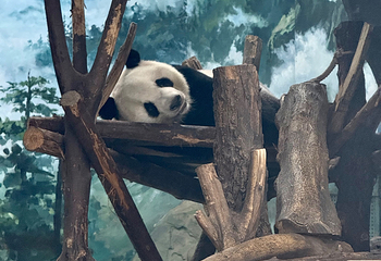 成都大熊猫繁育研究基地第 363 张图片