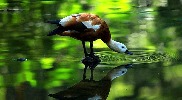 固城湖湿地动物园