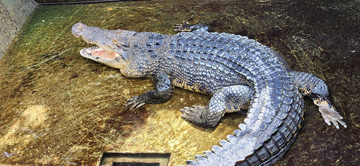 巴拉望野生生物救助和保护中心第 9 张图片