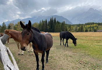 Teton Point Turnout第 4 张图片