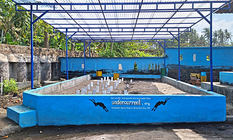 Saba Asri Turtles Conservation