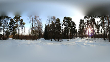 Linden Alley of the Botanical Garden