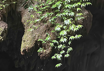武隆天生三桥第 115 张图片
