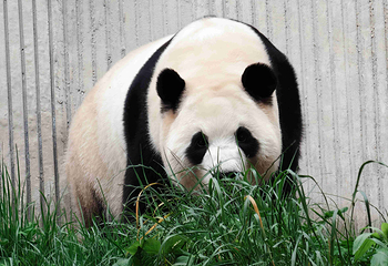 卧龙中华大熊猫苑神树坪基地第 25 张图片