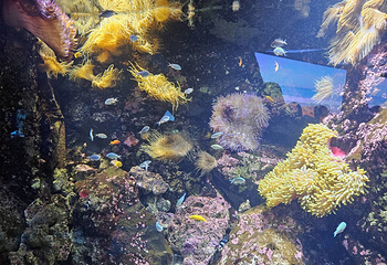 悉尼水族馆第 47 张图片