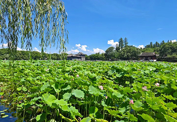 西湖风景名胜区第 116 张图片