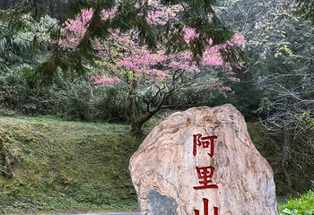 阿里山国家风景区第 38 张图片
