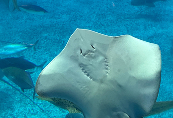 冲绳美丽海水族馆第 158 张图片