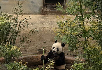 成都大熊猫繁育研究基地第 399 张图片