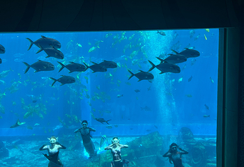 三亚亚特兰蒂斯失落的空间水族馆第 235 张图片