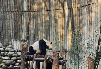 成都大熊猫繁育研究基地第 337 张图片