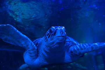布莱顿海洋生物水族馆第 10 张图片