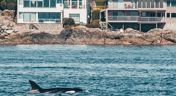 鲸鱼王子赏鲸公司