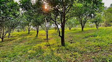 Nông Trang Yên Thuỷ