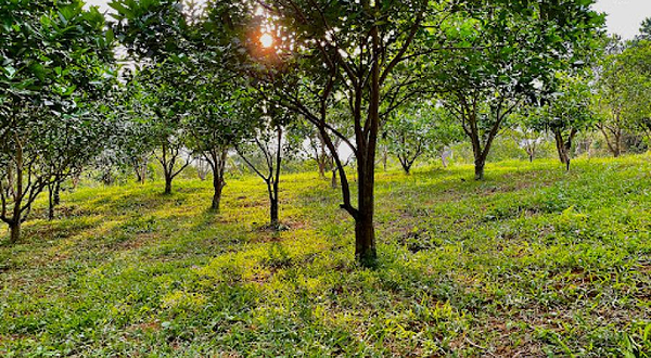 Nông Trang Yên Thuỷ