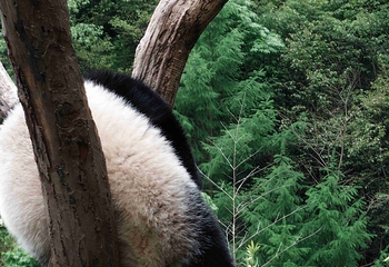 卧龙中华大熊猫苑神树坪基地第 72 张图片