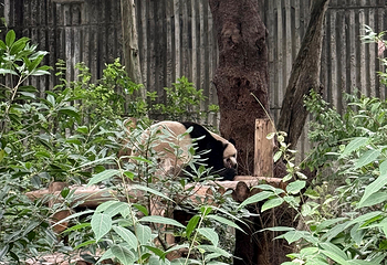 成都大熊猫繁育研究基地第 445 张图片