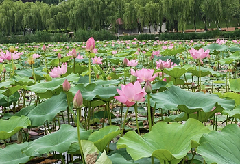 西安世博园第 53 张图片