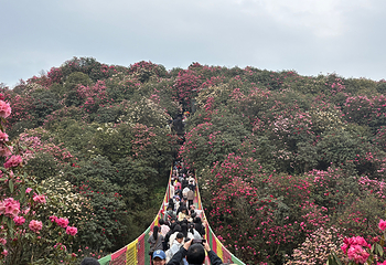 百里杜鹃风景区第 84 张图片