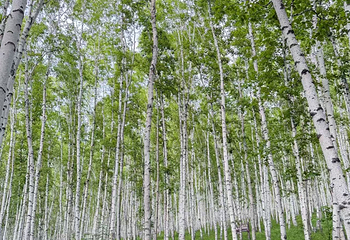 白桦林景区第 139 张图片