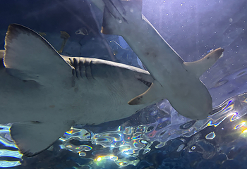 上海海洋水族馆第 144 张图片