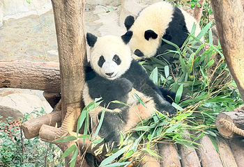 成都大熊猫繁育研究基地第 250 张图片