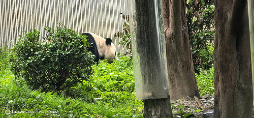 卧龙中华大熊猫苑神树坪基地第 113 张图片