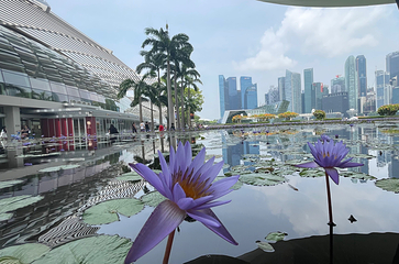 新加坡滨海湾花园第 211 张图片