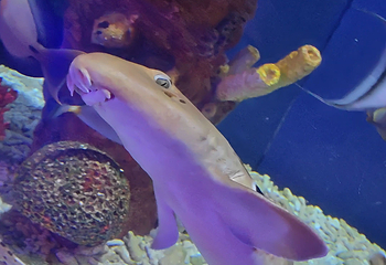 吉隆坡城中城水族馆第 77 张图片
