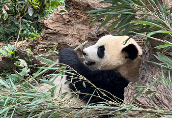 成都大熊猫繁育研究基地第 364 张图片