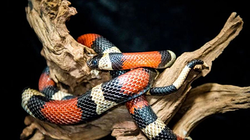 奇幻森林室内动物园