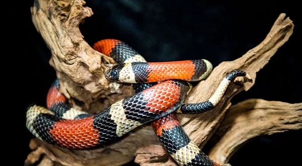 奇幻森林室内动物园