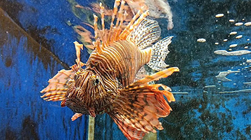 京都大学白滨水族馆