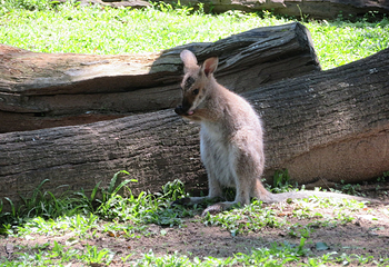 Koala and River Cruises第 12 张图片