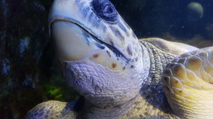SEA LIFE Scarborough第 14 张图片