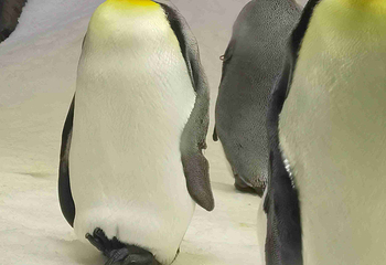 悉尼水族馆第 37 张图片