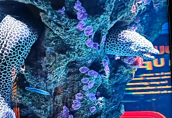曼谷暹罗海洋世界第 87 张图片