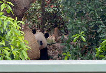 成都大熊猫繁育研究基地第 473 张图片
