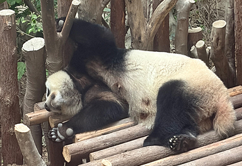 成都大熊猫繁育研究基地第 553 张图片