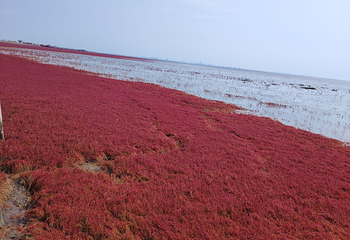 红海滩国家风景廊道第 235 张图片