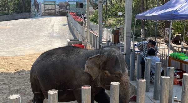 安徽大青山野生动物世界-大象馆