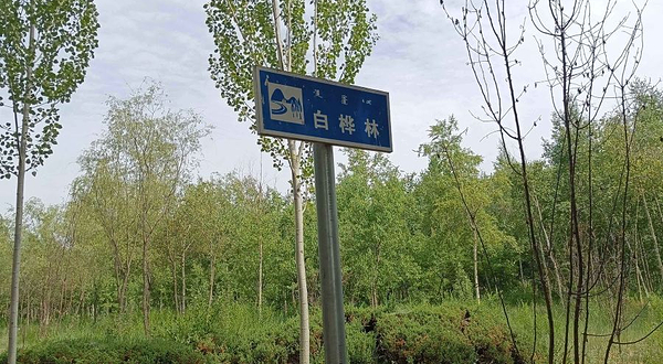 白桦林