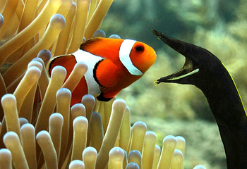Diving Indo第 13 张图片