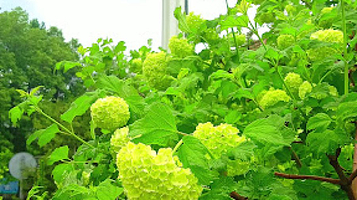 Mosque named after A.Yassaui