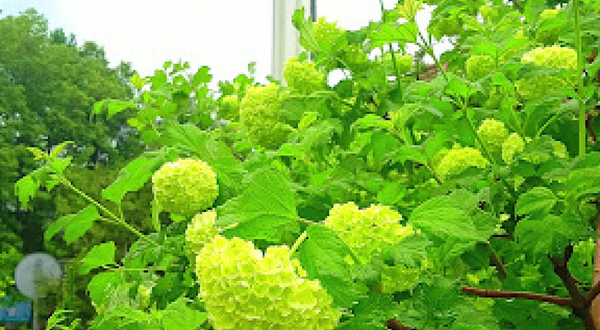 Mosque named after A.Yassaui