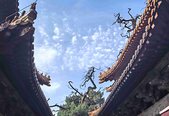 孔庙第 44 张图片