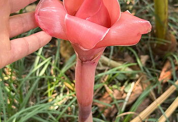 中国科学院西双版纳热带植物园第 126 张图片