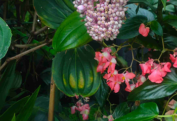 新加坡滨海湾花园第 204 张图片