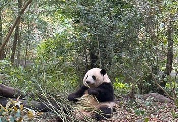 成都大熊猫繁育研究基地第 363 张图片