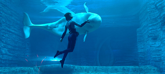 三亚亚特兰蒂斯失落的空间水族馆第 138 张图片